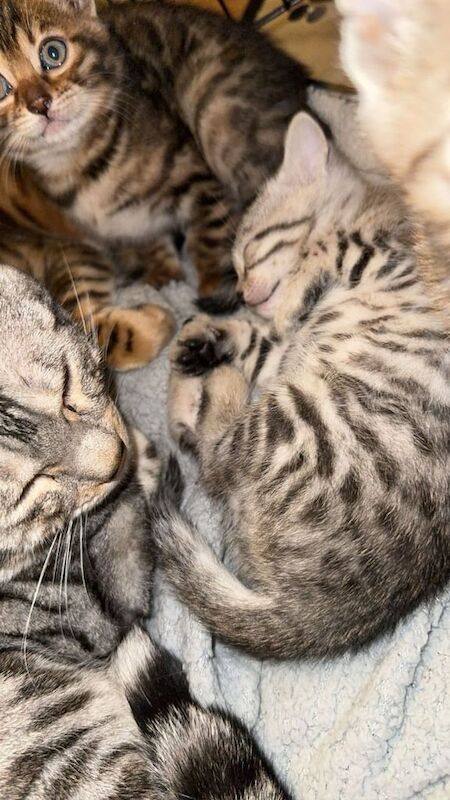 Bengal kittens for sale in Mitcham, Greater London - Image 3