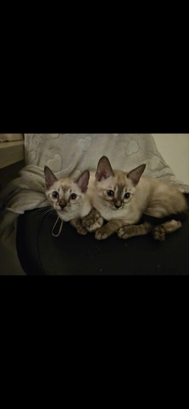 Bengal Kittens For Sale 🐾 for sale in Norfolk - Image 5