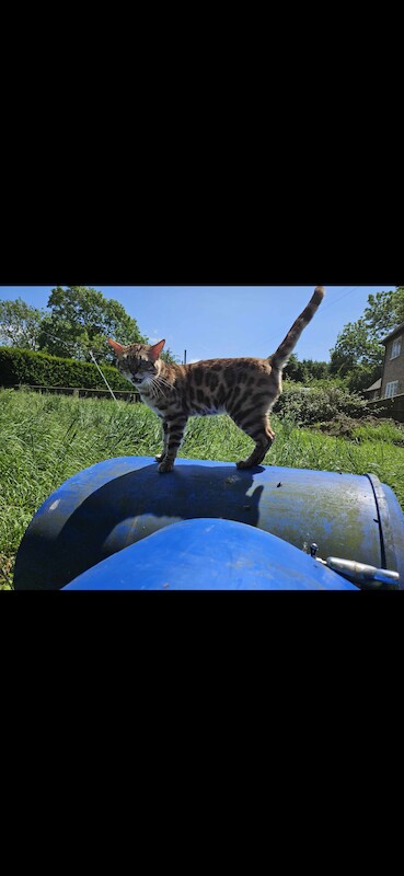 Bengal Kittens For Sale 🐾 for sale in Norfolk - Image 10