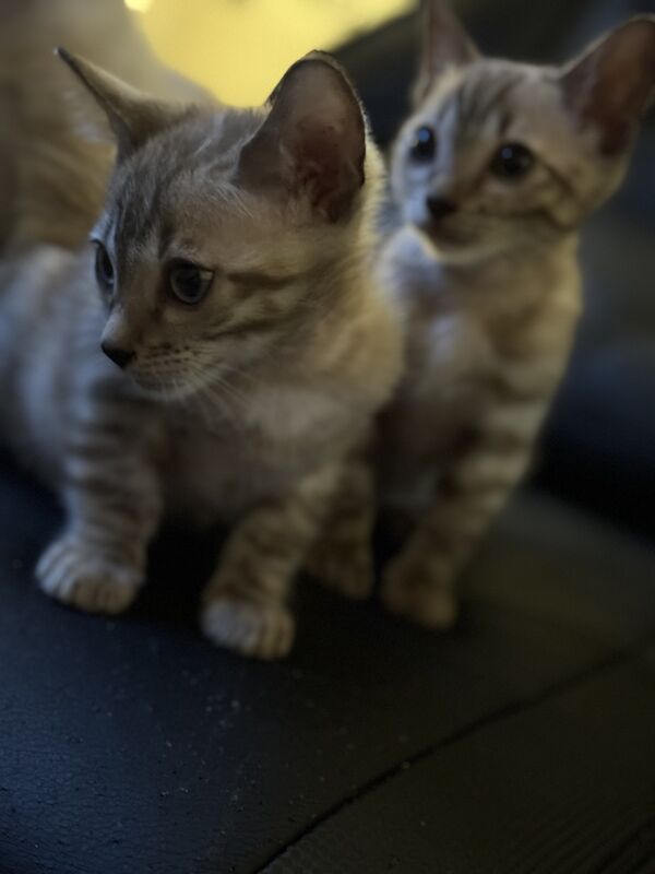 Bengal Kittens For Sale in Cambridgeshire - Image 2