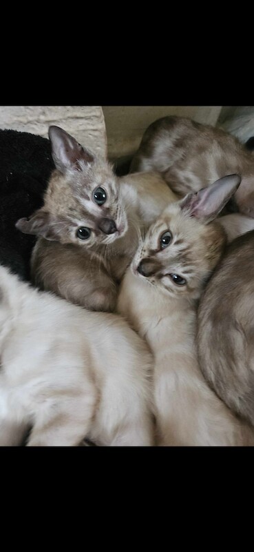 Bengal Kittens For Sale in Cambridgeshire - Image 3