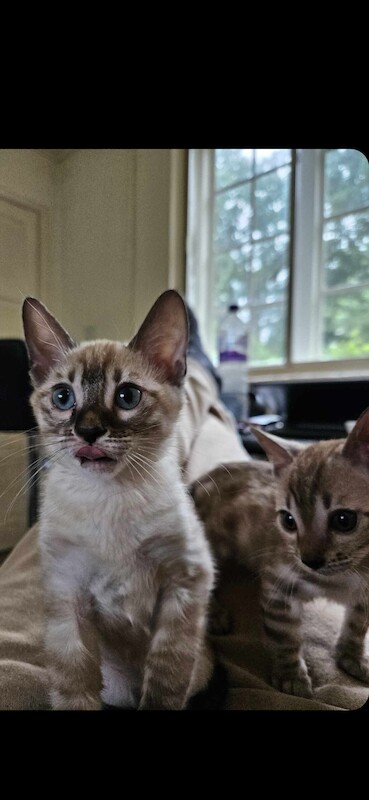 Bengal Kittens For Sale in Cambridgeshire - Image 4