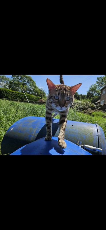 Bengal Kittens For Sale in Cambridgeshire - Image 6