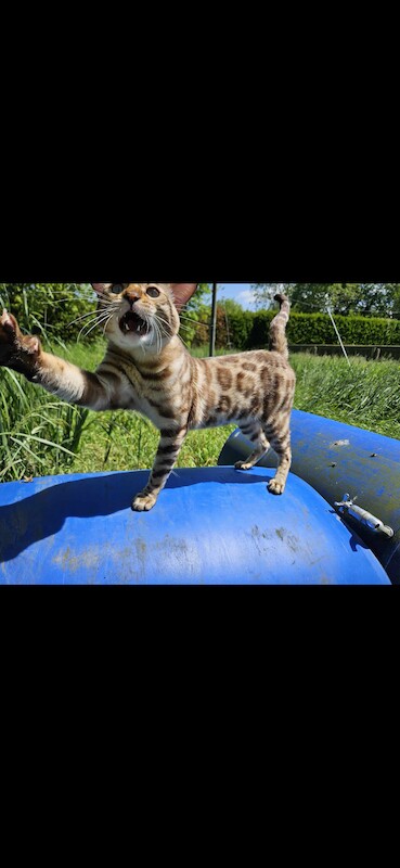 Bengal Kittens For Sale in Cambridgeshire - Image 7