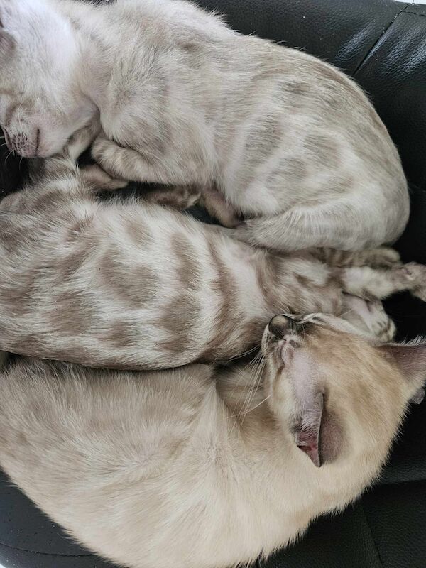 Bengal Kittens For Sale in Cambridgeshire