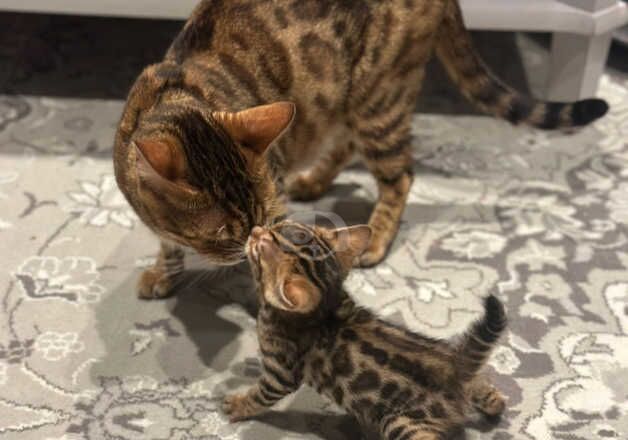 Bengal kittens for sale brown for sale in Brent, Cornwall