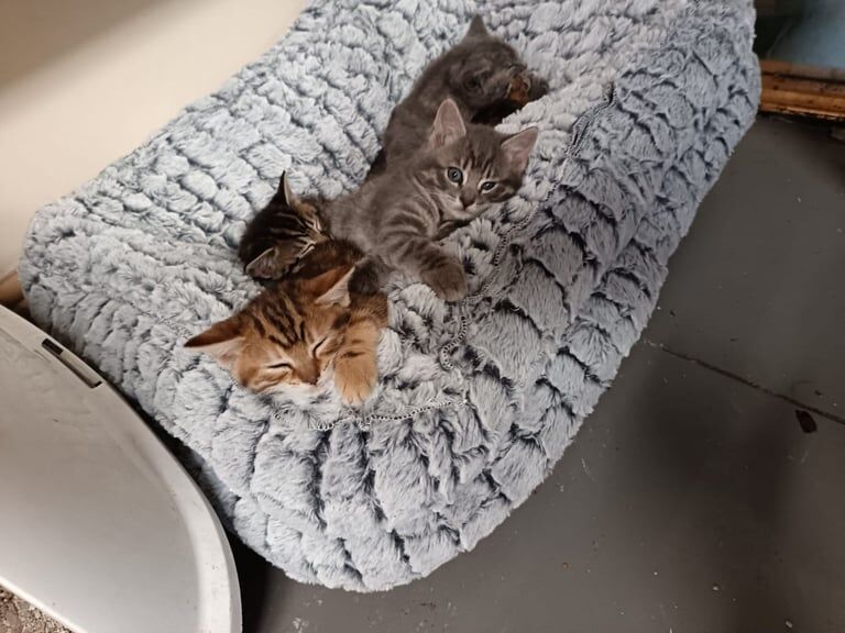 bengal kittens kittens for sale in Whitchurch, Cardiff