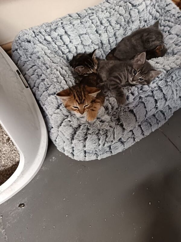 bengal kittens kittens for sale in Whitchurch, Cardiff - Image 2