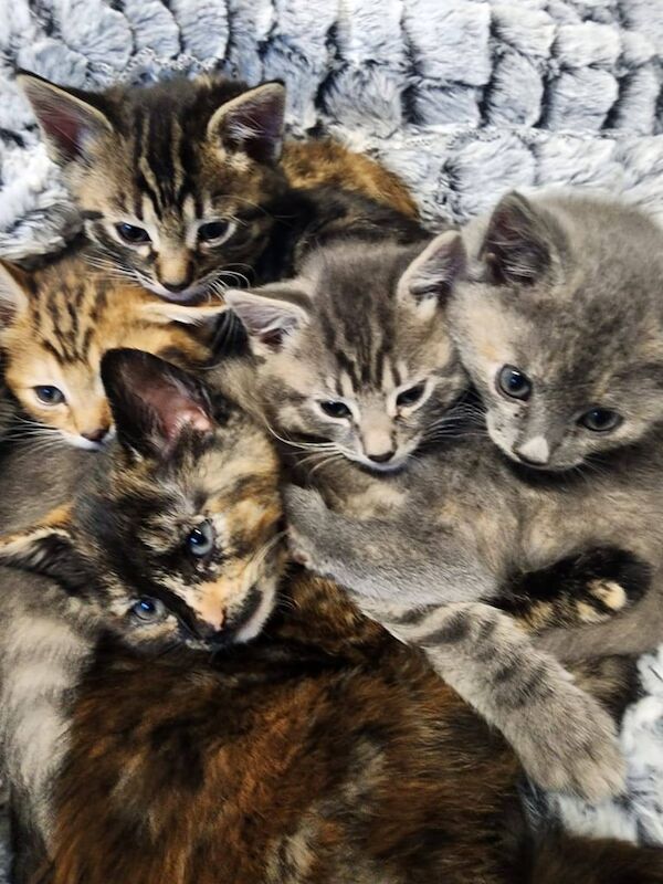 bengal kittens kittens for sale in Whitchurch, Cardiff - Image 3