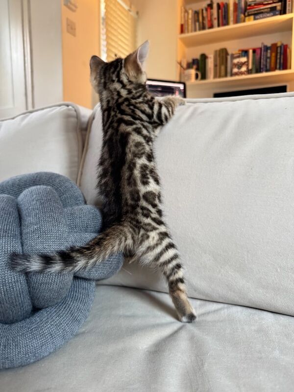 Bengal kittens looking for new home for sale in London, City of London, Greater London