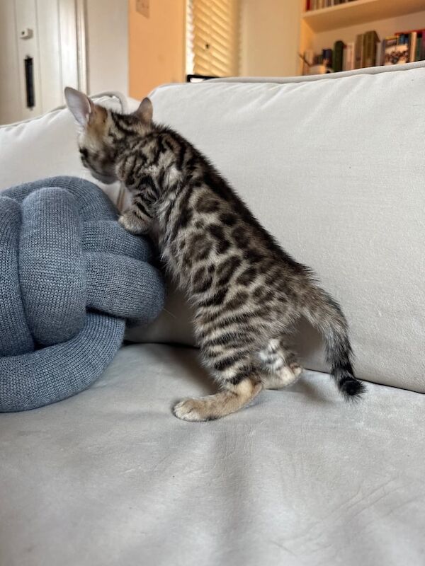 Bengal kittens looking for new home for sale in London, City of London, Greater London - Image 2