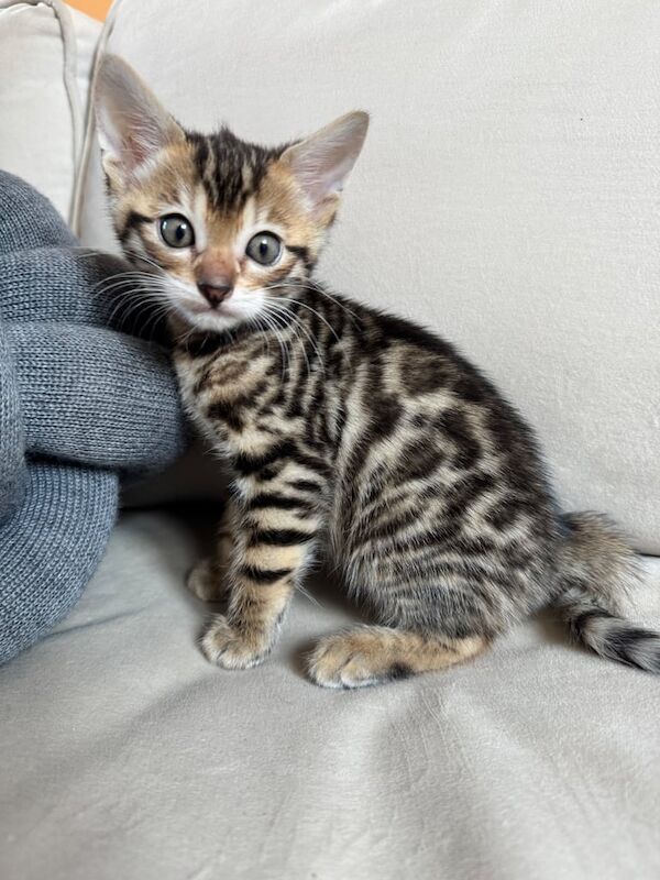 Bengal kittens looking for new home for sale in London, City of London, Greater London - Image 3