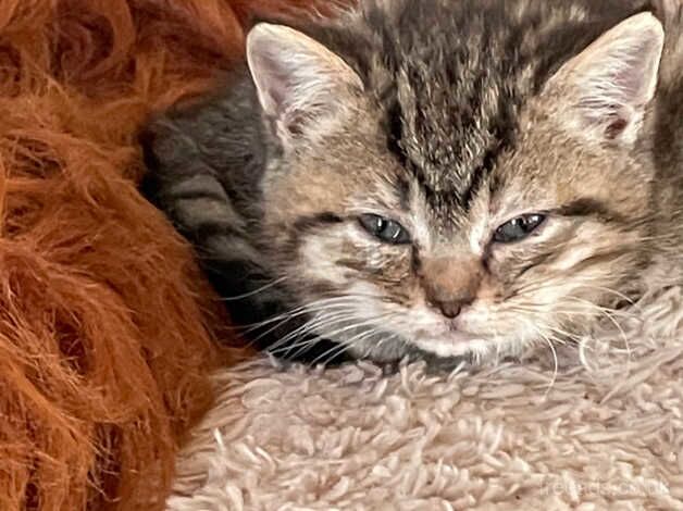 Bengal kittens ready to go for sale in Harrogate, North Yorkshire - Image 1