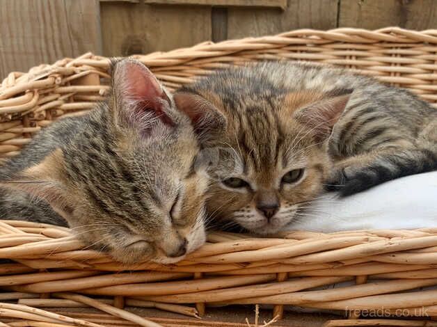 Bengal kittens ready to go for sale in Harrogate, North Yorkshire - Image 3