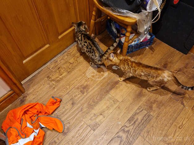 Bengal kittens three Bengal kittens for sale in Llandovery/Llanymddyfri, Carmarthenshire