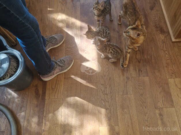 Bengal kittens three Bengal kittens for sale in Llandovery/Llanymddyfri, Carmarthenshire - Image 4