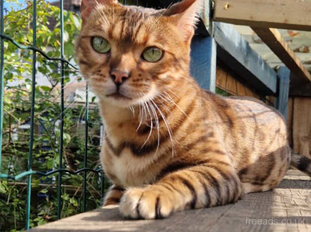 Bengal queen for sale in Cambridge, Cambridgeshire - Image 1