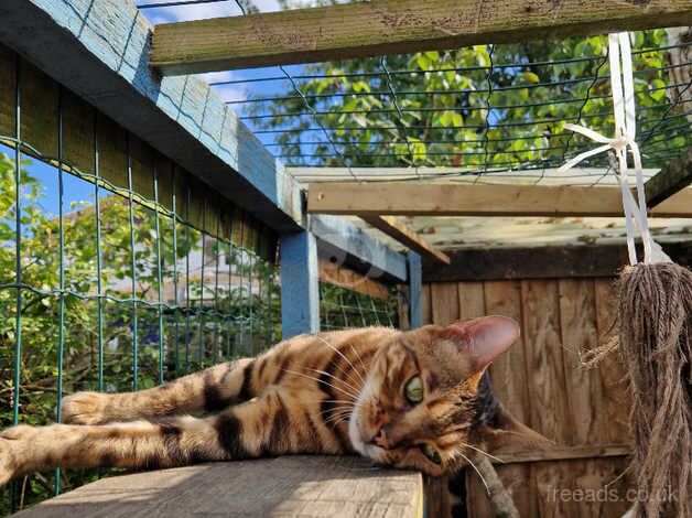 Bengals for sale in Cambridge, Cambridgeshire