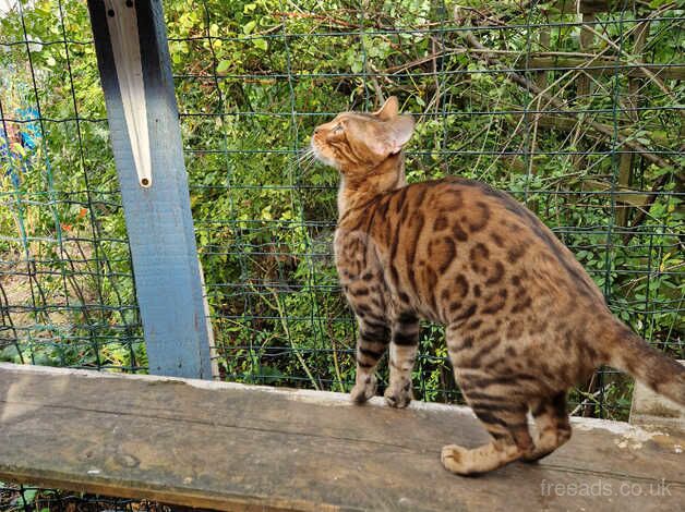 Bengal Kittens for sale in Cambridgeshire