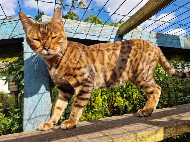 Bengal Kittens for sale