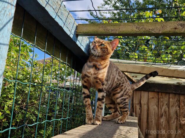 Bengal queen for sale in Cambridge, Cambridgeshire - Image 5