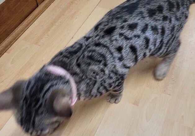 Bengal Kittens for sale in Cumbria