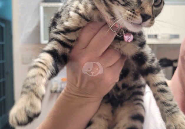 Bengal Kittens for sale