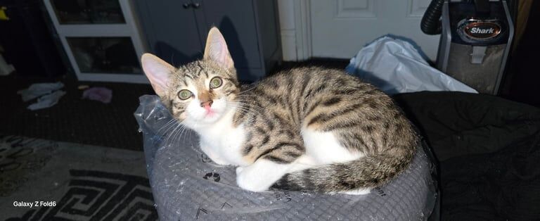 Bengal x kitten female for sale in Gorton, Greater Manchester