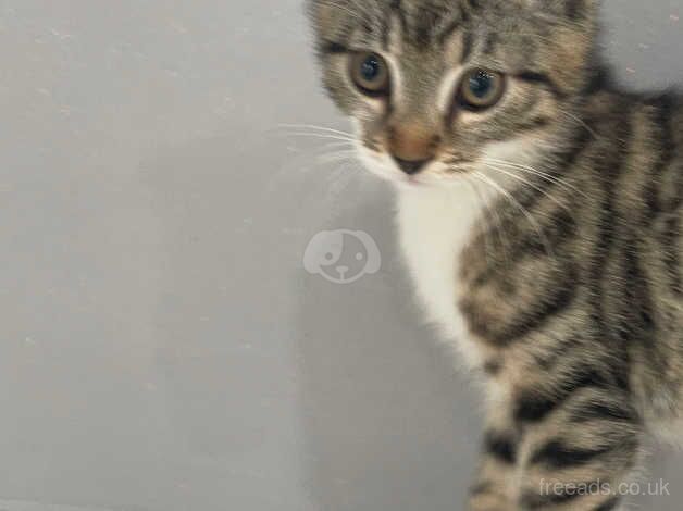 Bengals for sale in Liverpool, Merseyside