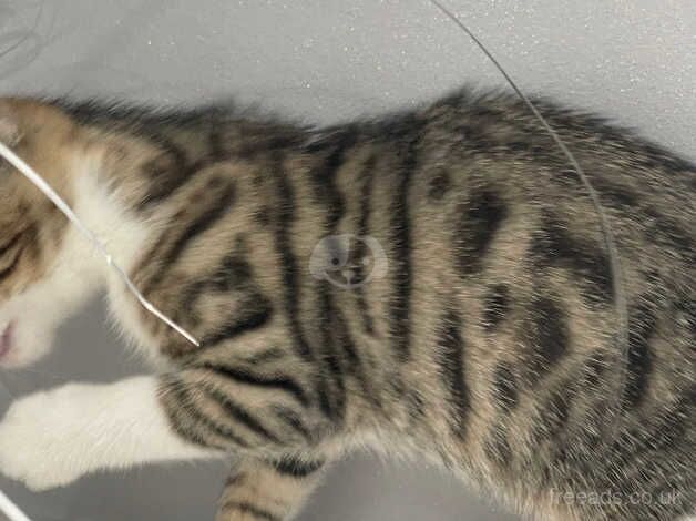 Bengal Kittens for sale in Merseyside