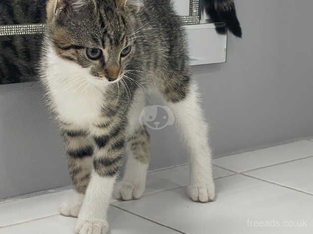 Bengal x kittens available ready to leave now for sale in Liverpool, Merseyside - Image 4