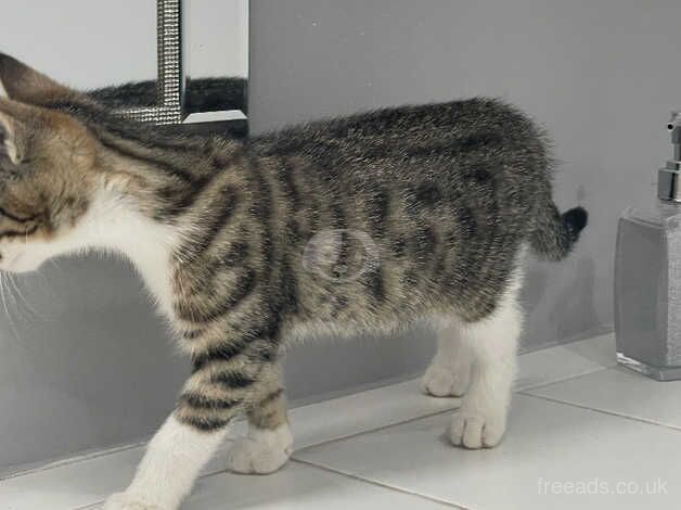 Bengal x kittens available ready to leave now for sale in Liverpool, Merseyside - Image 5