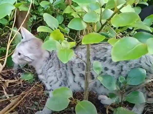 Bengal Kittens for sale in Belfast