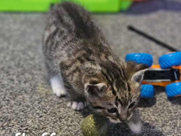 Bengal x kittens for sale in Bristol, Bristol - Image 3