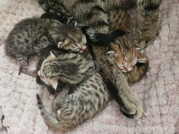 Bengal x kittens for sale in Bristol, Bristol - Image 5