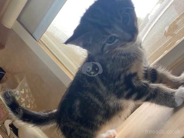 Bengal X Tabby Kitten (1 Male) for sale in Northallerton, North Yorkshire - Image 2