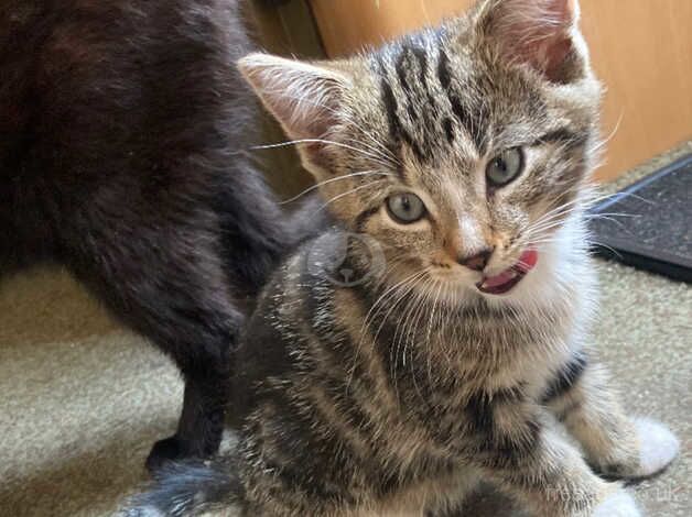 Bengal X Tabby Kitten (1 Male) for sale in Northallerton, North Yorkshire - Image 3