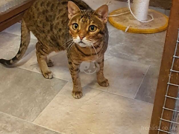 Bengals for sale in Blairgowrie, Perth and Kinross