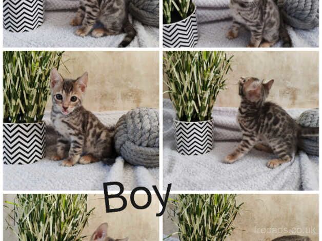 Bengals for sale in Sittingbourne, Kent