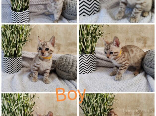 Bengals for sale in Sittingbourne, Kent