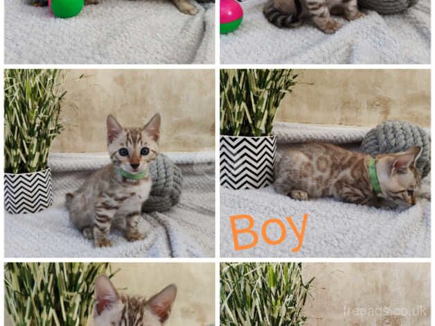 Bengal Kittens for sale in Kent