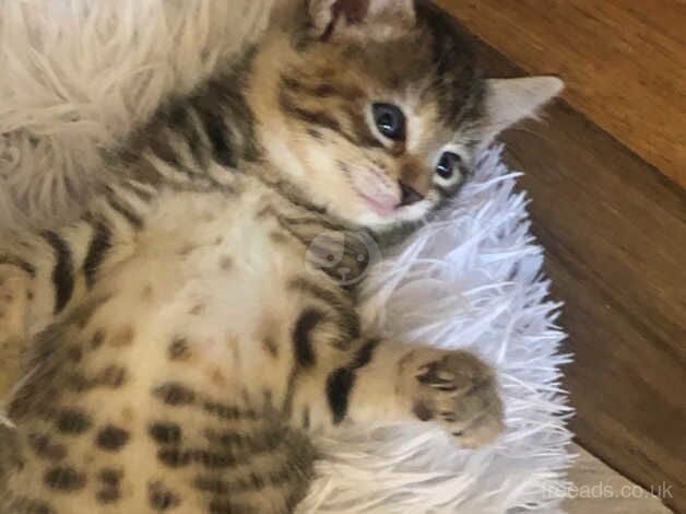 Bengals kittens for sale in Bradford, West Yorkshire - Image 2