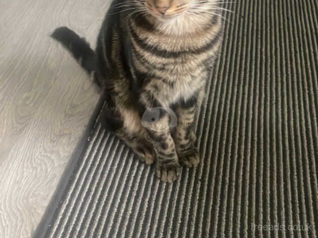 Boy 1 year old for sale in Sheffield, South Yorkshire