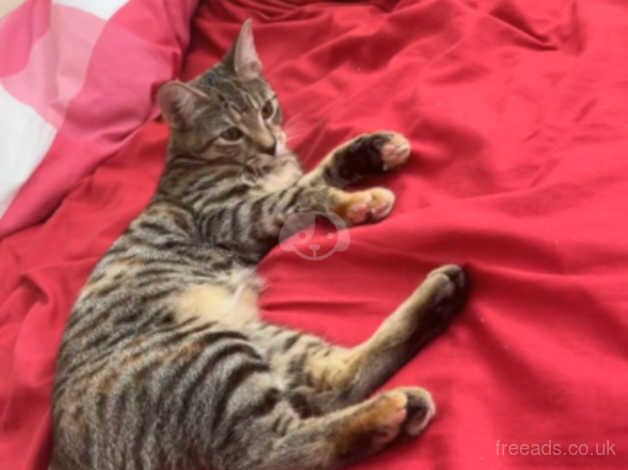 Bengals for sale in Greenwich, Greenwich, Greater London