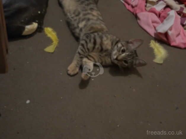 Bengal Kittens for sale in Greater London