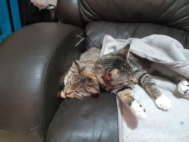 Brother and sister kittens 9 months old for sale in Greenwich, Greenwich, Greater London