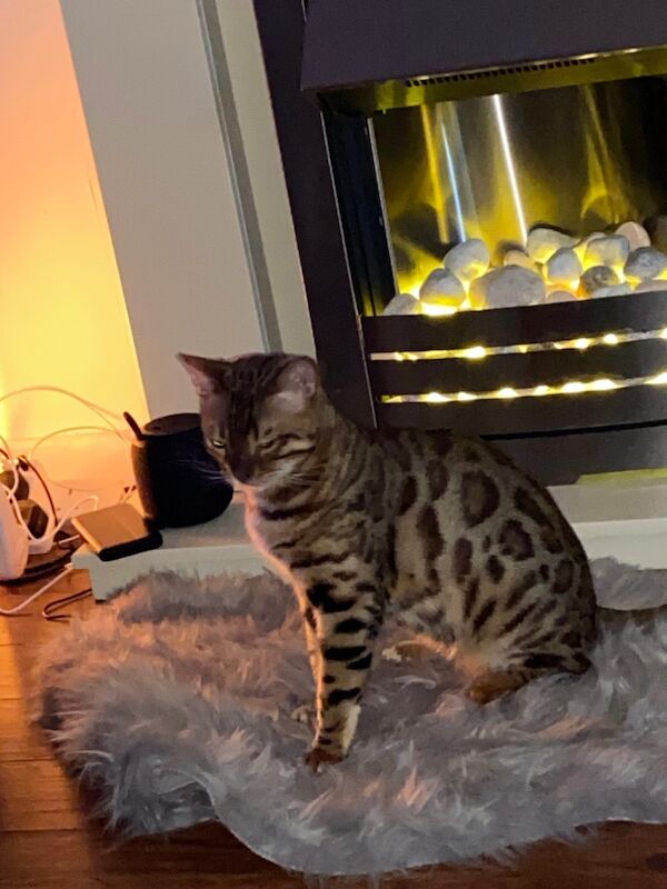 Brown rosette Bengal boy for sale in Birmingham, West Midlands