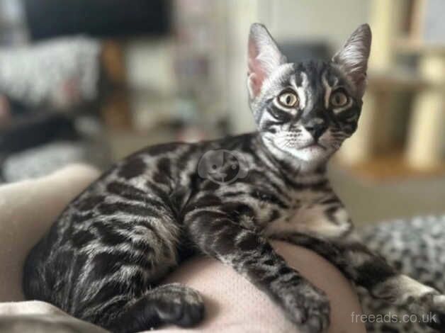 Charcoal bengals for sale in London, City of London, Greater London