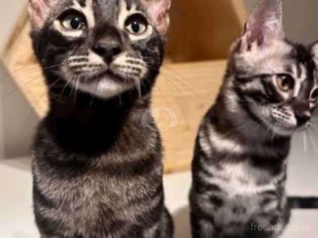 Charcoal bengals for sale in London, City of London, Greater London - Image 3