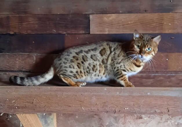 Cheap Bengal for sale in Birmingham, West Midlands